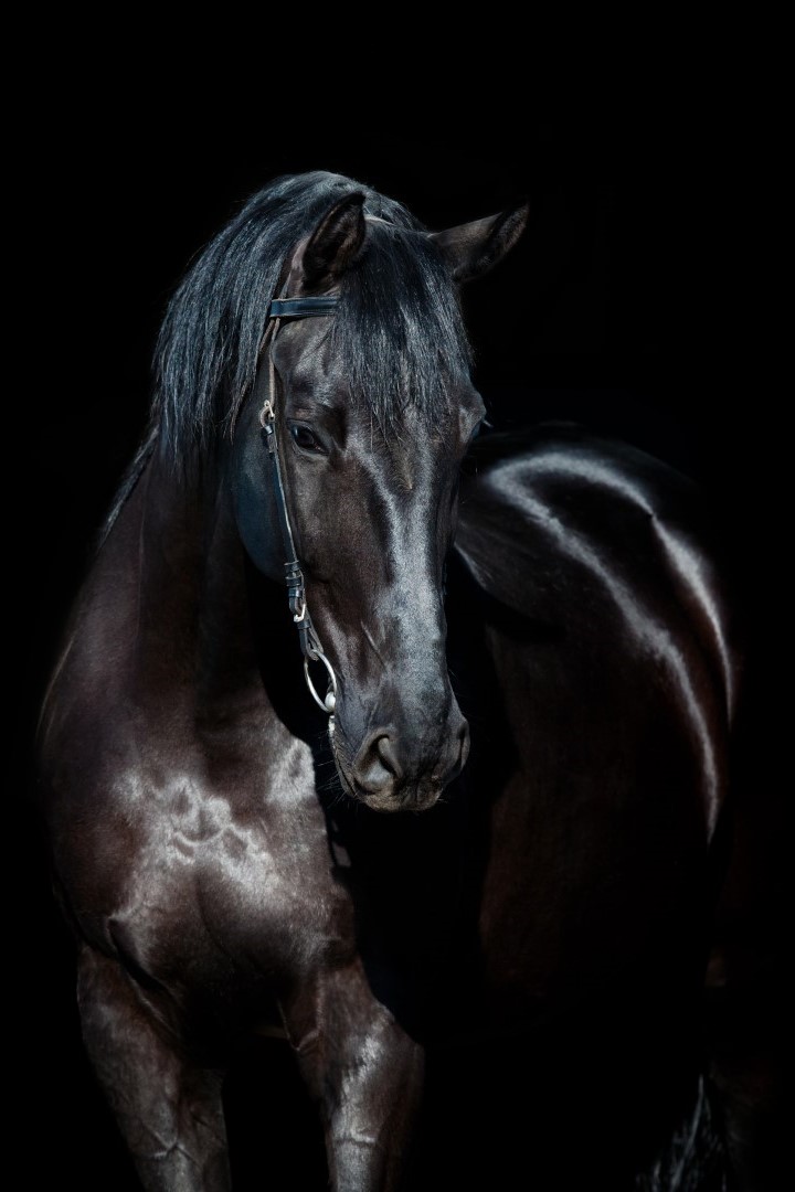 portrait cheval noir 1